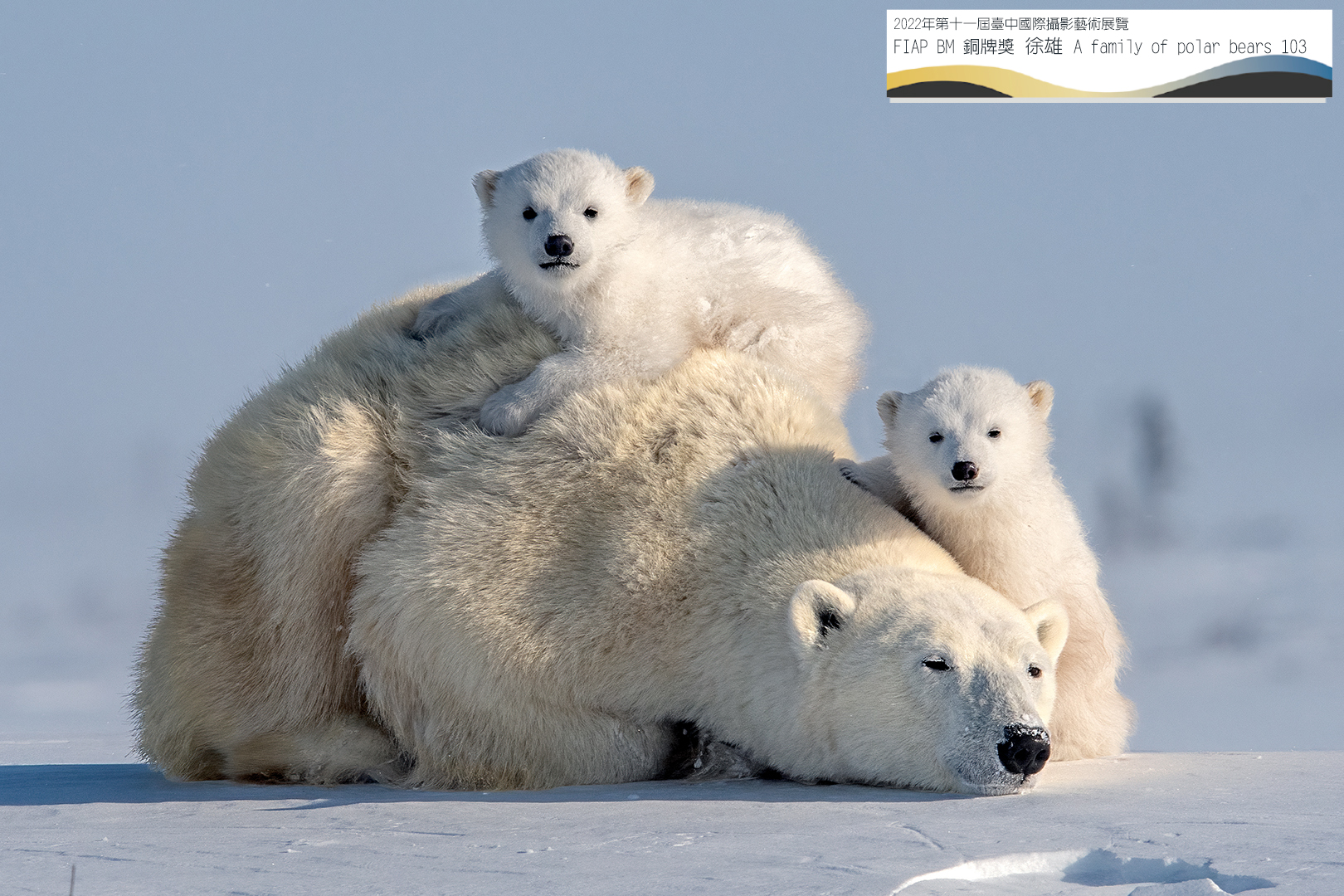 FIAP BM 銅牌獎 徐雄 A family of polar bears 103