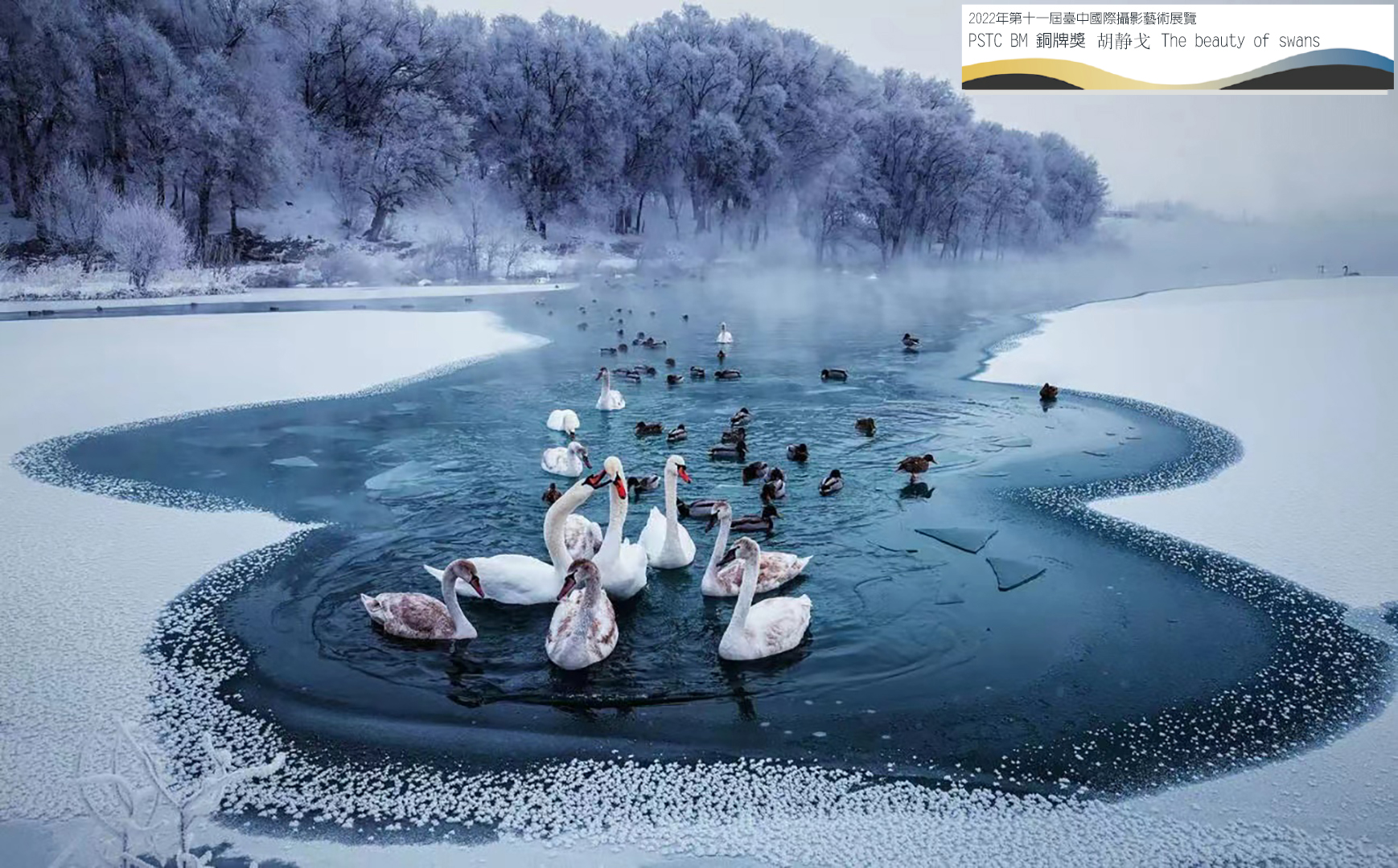 PSTC BM 銅牌獎 胡静戈 The beauty of swans