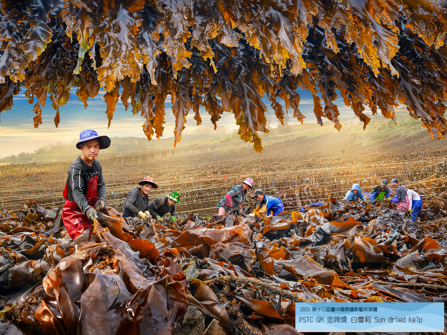PSTC GM 金牌獎 白雪莉 Sun dried kelp